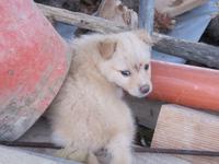 Entzücken über diese süßen Welpen