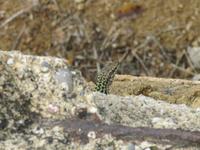 Agrigent, Tal der Tempel