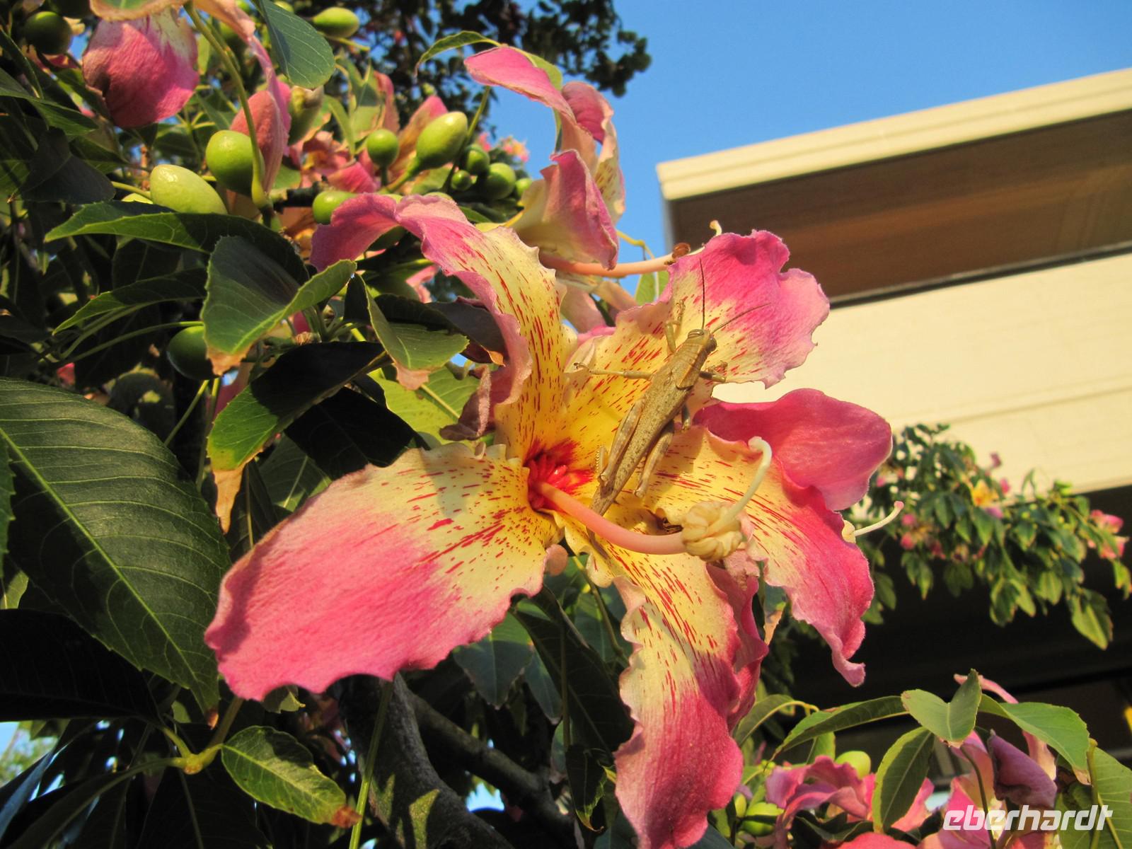 Kapokblüte mit Grashüpfer