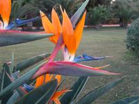 Hotel Athenee Strelitzie