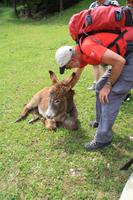 Wanderführer Siegfried