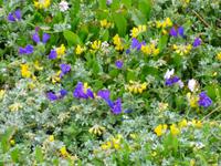 Blumenmeer am Strand von Tharros