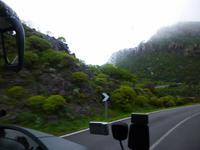 riesige Wolfsmilchgewächse