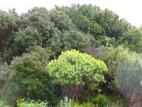 Wolfsmilch- Teil der Macchia