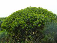 Wolfsmilch= Euphorbia, Staude des Jahres 2013 in Deutschland