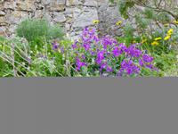 Blumenvielfalt an der Festungsmauer