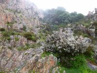 die Baumheide blüht