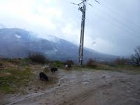 auch Schweine sind unterwegs