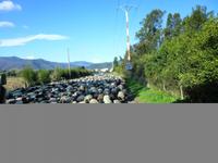 Schafe auf Wanderschaft