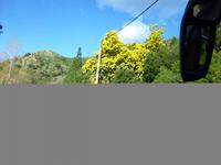 besonders schön die blühenden Mimosen