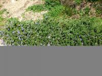 auch der Rosmarin blüht