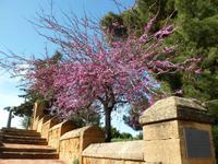 blühender Judasbaum