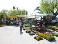Blumenmarkt Castiglione del lago Trasimenosee