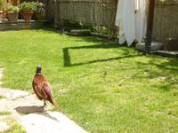 Fasan im L`Oslo auf der Isola Maggiore am Trasimenosee 