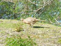 Fasan auf der Isola Maggiore am Trasimenosee 