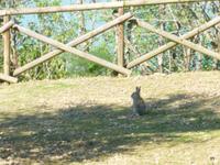 'Karnickel' auf der Isola Maggiore am Trasimenosee 