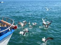 Inselrundfahrt Ischia - Ischia Ponte