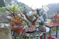 Kreative Steinkakteen