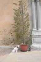 Wachhund vor der Kirche in Enna