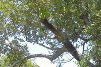 Johannisbrotbaum in NP Zingaro