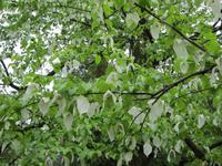 Verbania-Villa Taranto