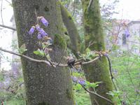 Verbania-Villa Taranto