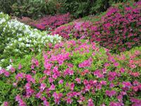 Tremezzo-Villa Carlotta