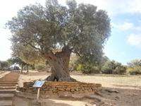 Alter Olivenbaum im Tal der Tempel