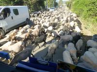 Tierische Verkehrshindernis