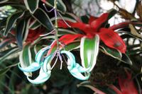 Orchideen im Victoria House