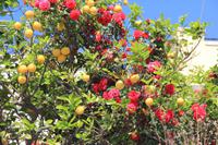 Blühende Gärten auf Ischia