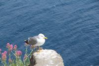 Auf dem Castello Aragonese