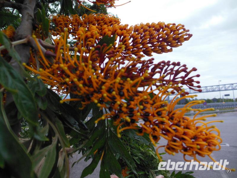 Australischer Seidenbaum 