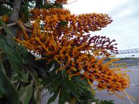 Australischer Seidenbaum 