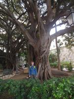 unterm Baum in Syrakus