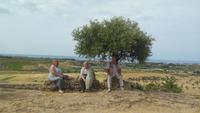 Agrigent-im Tal der Tempel unterm Olivenbaum beim Rasten 