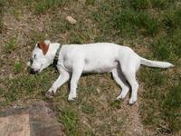 Mittagsruhe als Hund