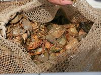 Krebsfang auf Burano