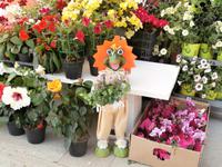 Blumenschmuck auf Burano