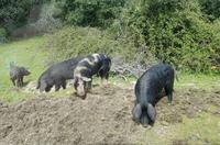 606_Supramonte