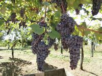 Weingut Boca Podere al Valloni