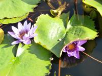 Terrassengärten Isola Bella