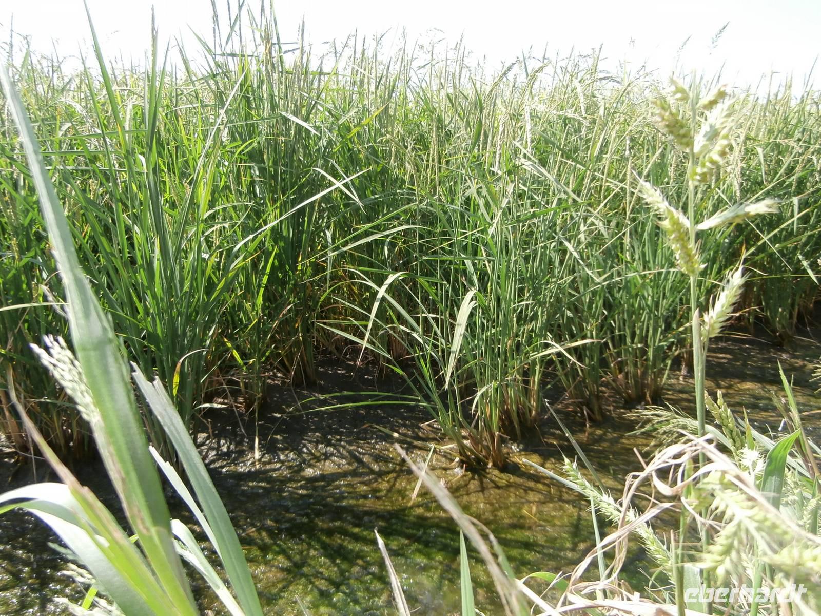 beim Reisbauern Tenuta Castello Desana