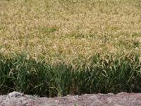 beim Reisbauern Tenuta Castello Desana