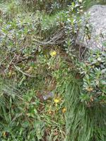 Pflanzen am Grand Paradiso 