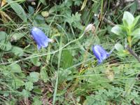 Pflanzen am Grand Paradiso 