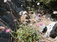 Pflanzen am Grand Paradiso 