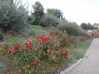 Blumen im Hotel Ariotto in Terruggia