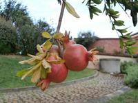 Granatäpfel im Hotel Ariotto