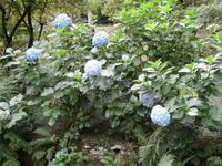 Botanische Gärten der Villa Taranto in Intra